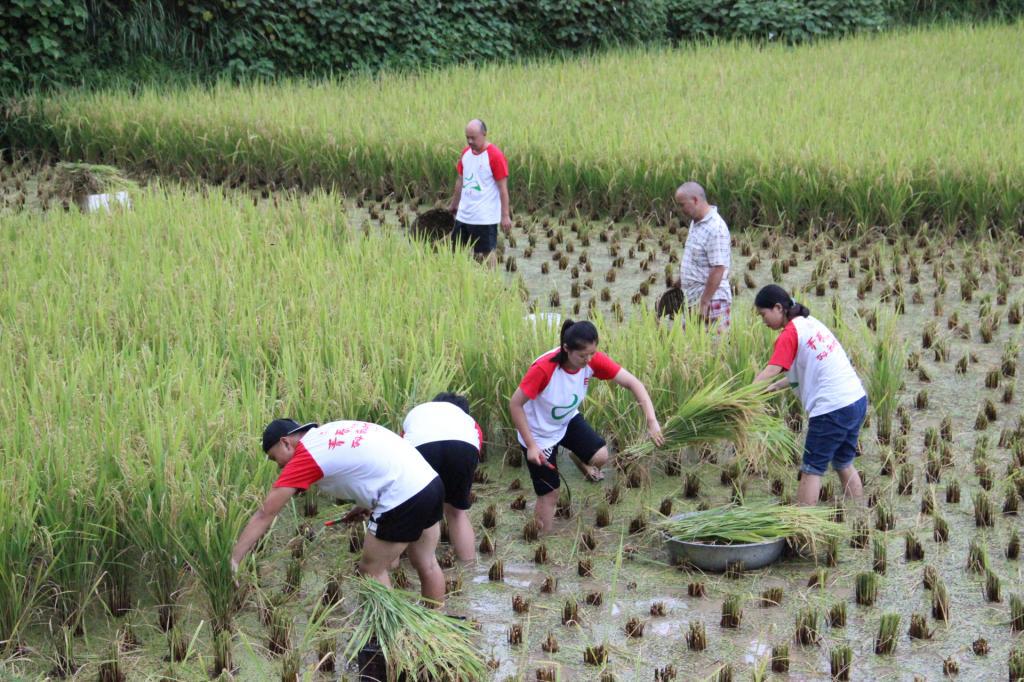 志愿者们帮助村民收割稻谷